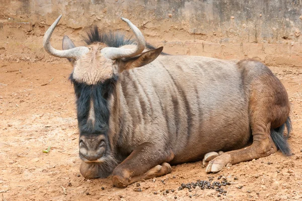 Toro yak — Foto de Stock