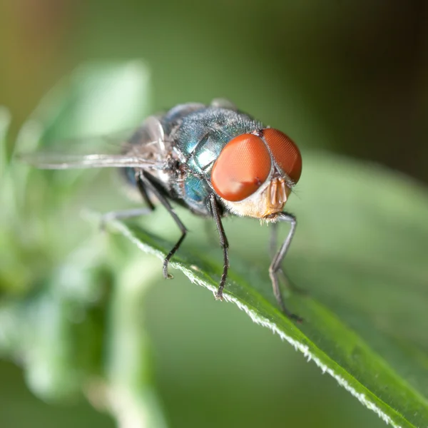 Mouche des insectes — Photo