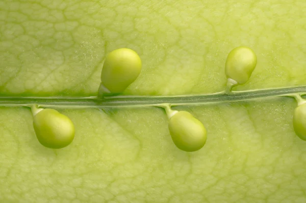 Groszek zielony — Zdjęcie stockowe