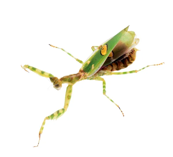 Flower praying mantis — Stock Photo, Image