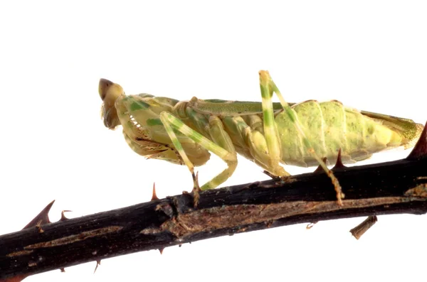 Bloem praying mantis — Stockfoto