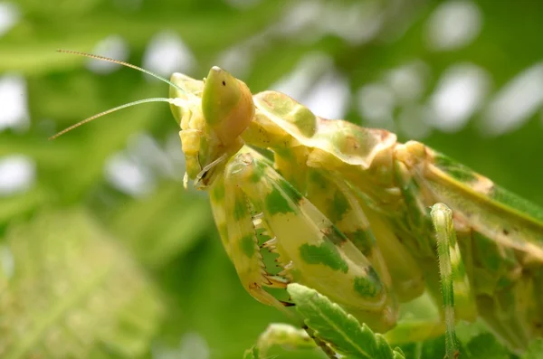 Blomma praying mantis — Stockfoto