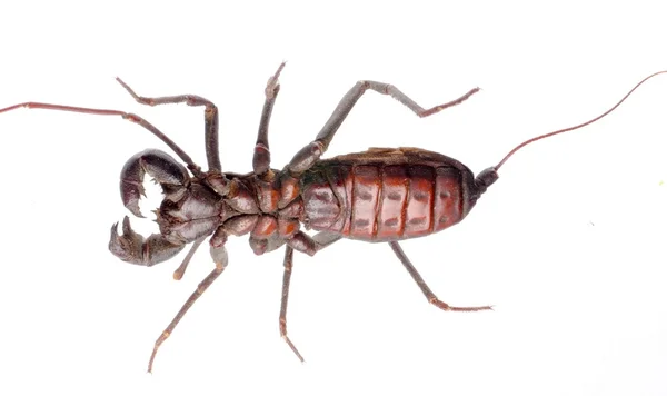 Scorpione di aceto — Foto Stock