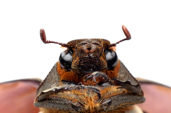 Scarab may beetle — Stock Photo, Image