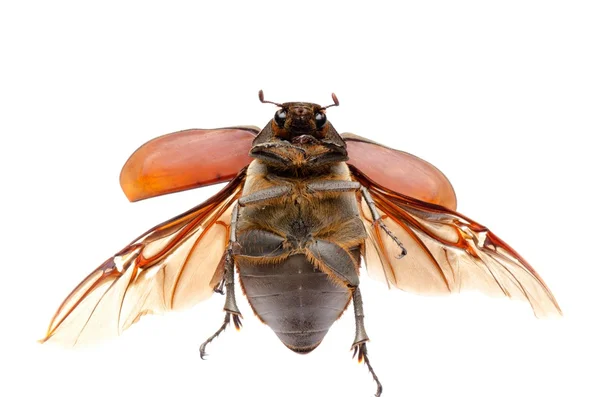 Μαΐου κανθάρου scarab — Φωτογραφία Αρχείου