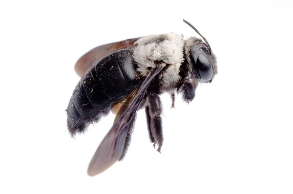 Carpenter bee — Stockfoto
