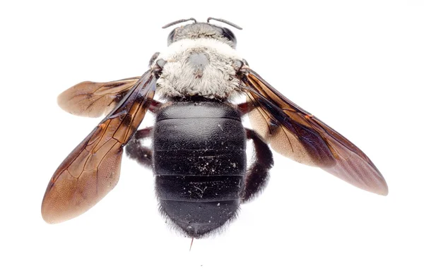 목수의 꿀벌 — 스톡 사진
