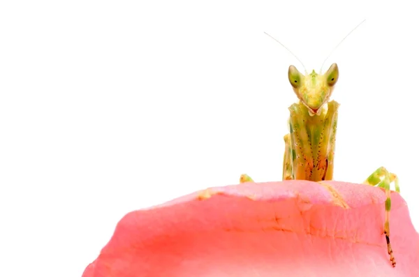 Mantis orante —  Fotos de Stock