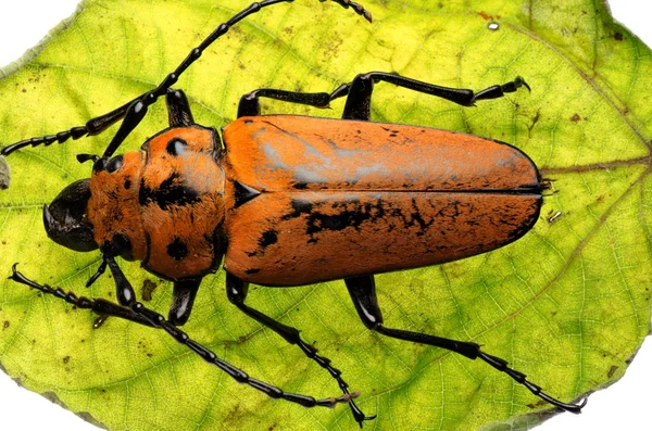 Tricténotomidae scarabée — Photo
