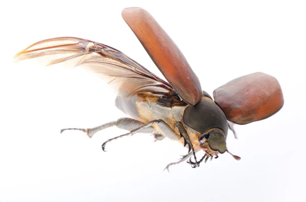 Скарабей может быть жуком — стоковое фото