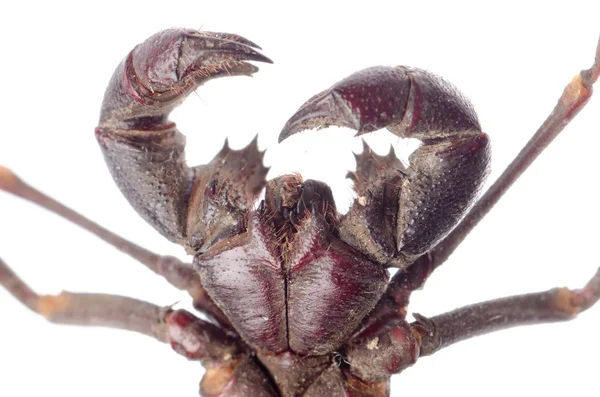 Escorpião de vinagre — Fotografia de Stock