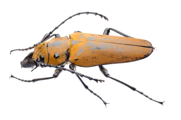 Trictenotomidae 甲虫 — 图库照片