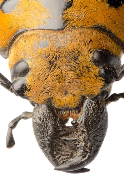 Kumbang Trictenotomidae — Stok Foto