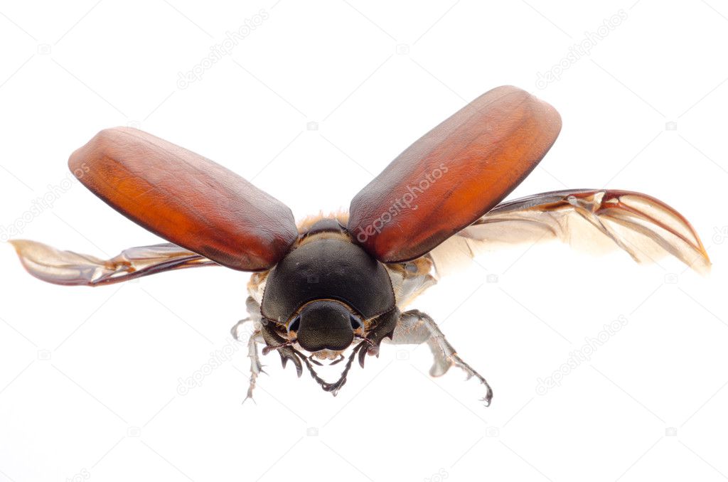 Scarab may beetle
