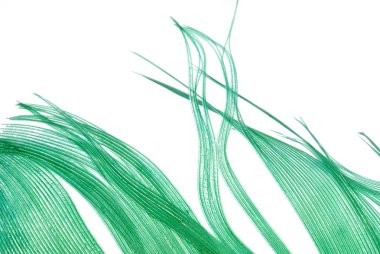 Yeşil tüy soyut doku arka plan