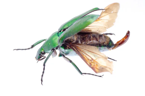 Scarab flower beetle — Stock Photo, Image