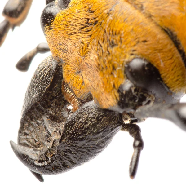 Trictenotomidae beetle — Stock Photo, Image
