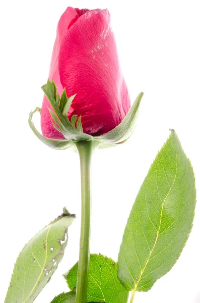 Bunga mawar — Stok Foto