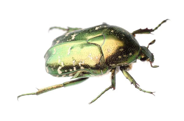 Böceği böcek gül izole chafer — Stok fotoğraf