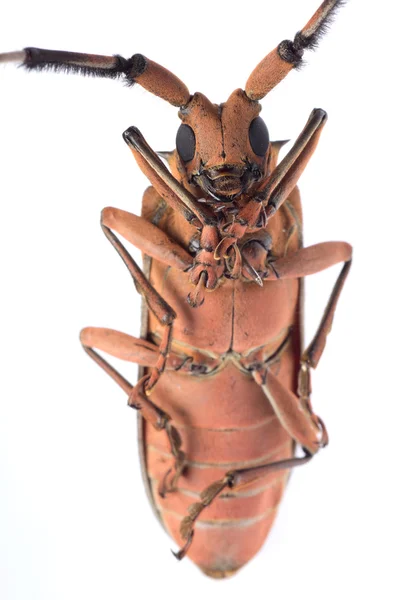 Longicorn longhorn böceği — Stok fotoğraf