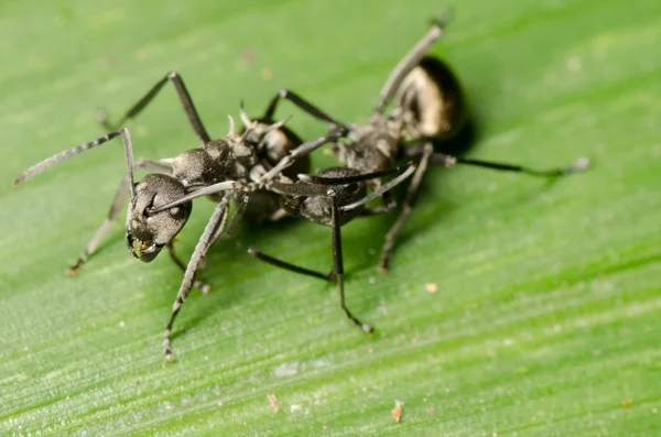Insect ant — Stockfoto