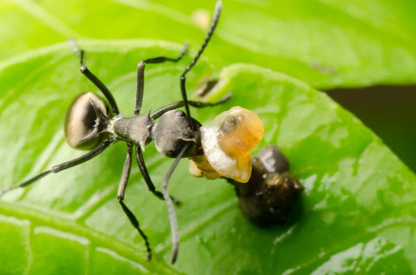 昆虫蚂蚁 — 图库照片
