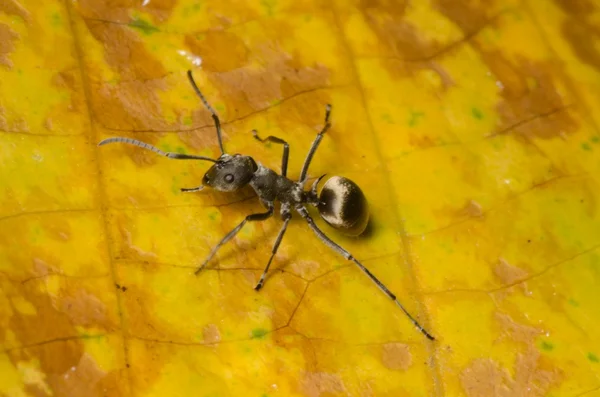Insekt ant — Stockfoto