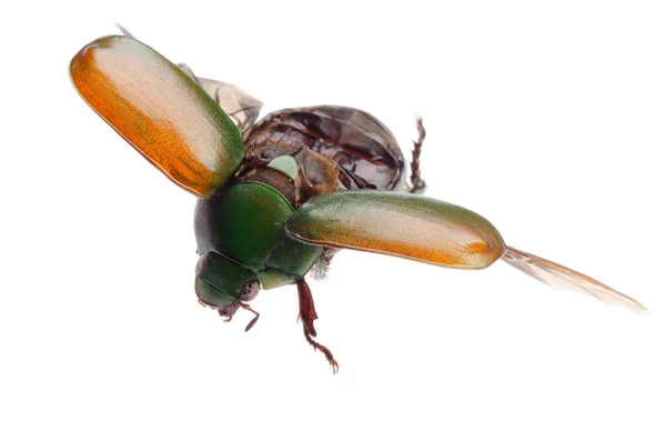 Besouro escaravelho insecto voador — Fotografia de Stock