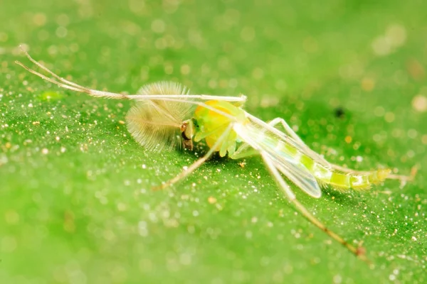Zöld mosquitog — Stock Fotó