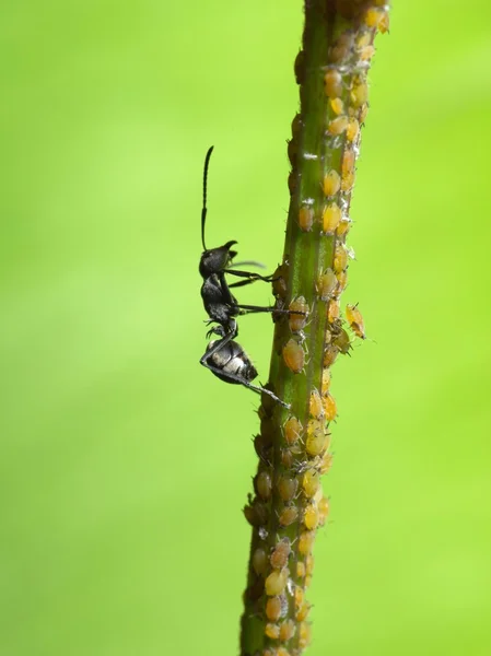 Mrówka owad — Zdjęcie stockowe