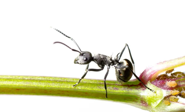 昆虫蟻 — ストック写真