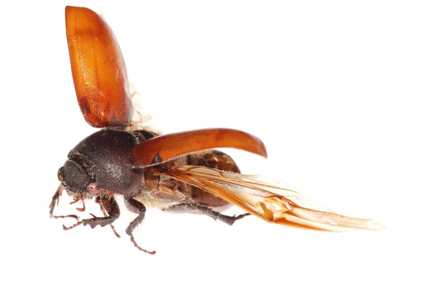飞行棕色圣甲虫 — 图库照片