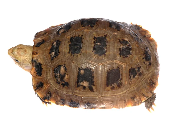 Želva želva — Stock fotografie