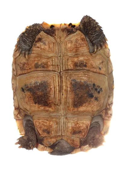 Kaplumbağa kaplumbağa — Stok fotoğraf