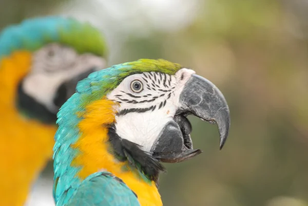 Pieścić ptak papuga Ara — Zdjęcie stockowe
