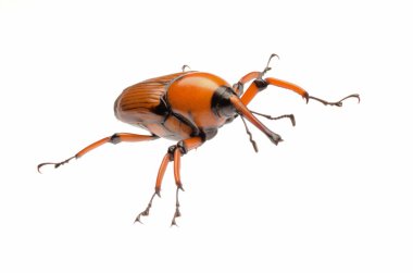 kahverengi palm weevil böceği