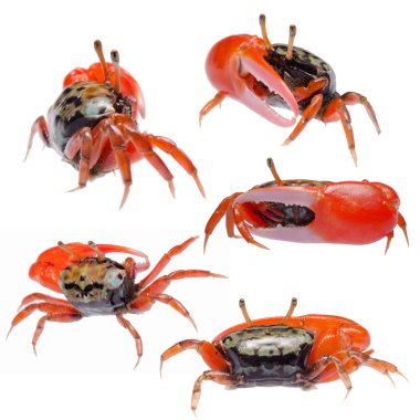 Fiddler crab set collection clipart