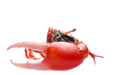 Fiddler crab clipart