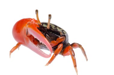 Fiddler crab clipart