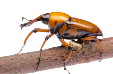 Palm weevil snout beetle clipart