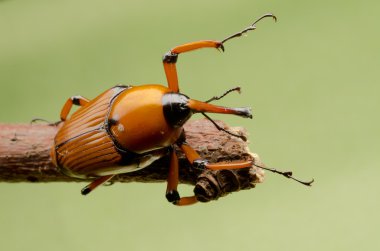 Palm weevil burnu böceği