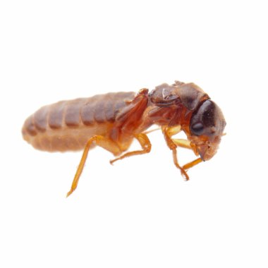 Insect termite white ant clipart