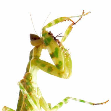 Praying mantis clipart