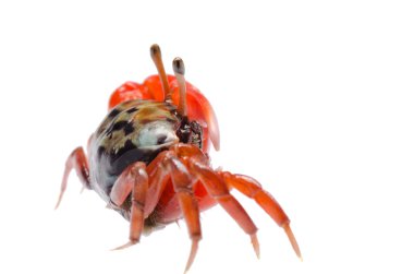 Fiddler crab clipart