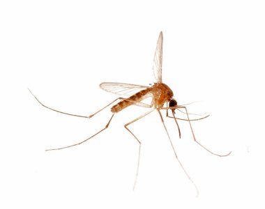 Mosquito bug clipart