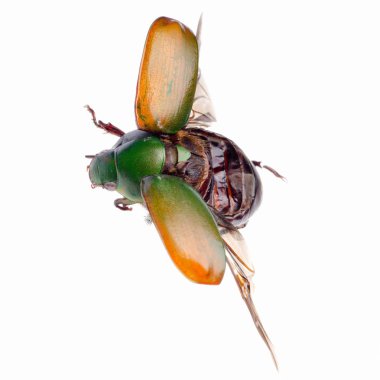 Flying insect scarab beetle clipart