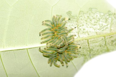 Group of butterfly caterpillar bug on leaf clipart