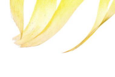 Yellow feather abstract texture background clipart