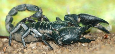 Heterometrus spinifer scorpion clipart