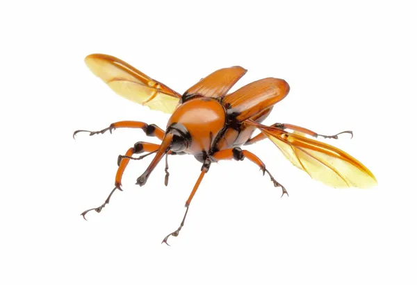 棕色棕榈象甲甲虫 — 图库照片